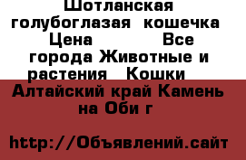 Шотланская голубоглазая  кошечка › Цена ­ 5 000 - Все города Животные и растения » Кошки   . Алтайский край,Камень-на-Оби г.